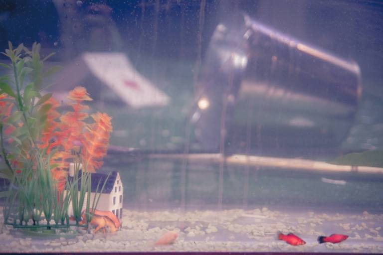 1483662_10153563181900203_1381320109_o